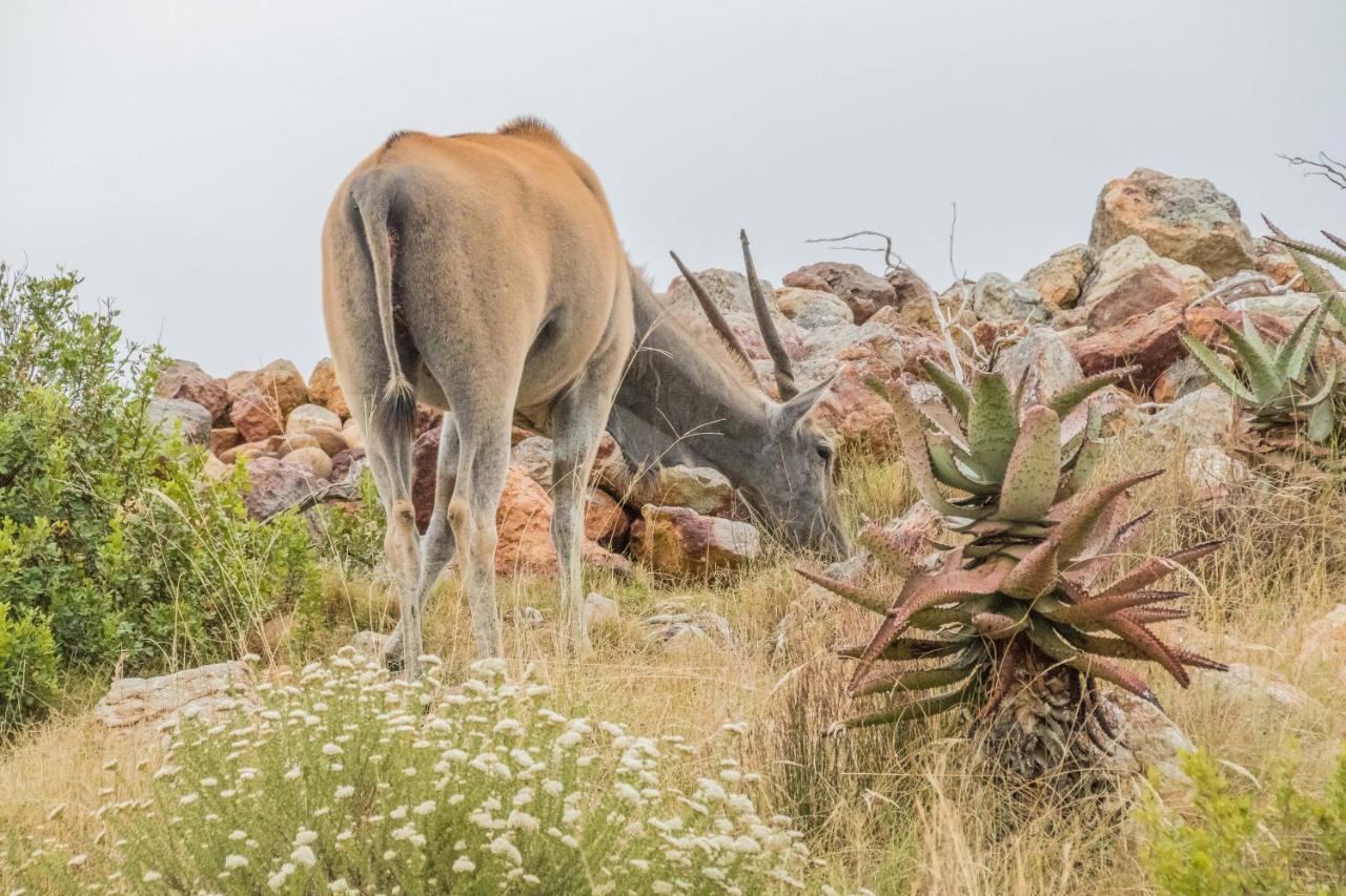 فيلا Kwetu Guest Farm سويلندام المظهر الخارجي الصورة